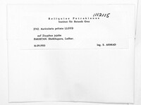 Auricularia peltata image